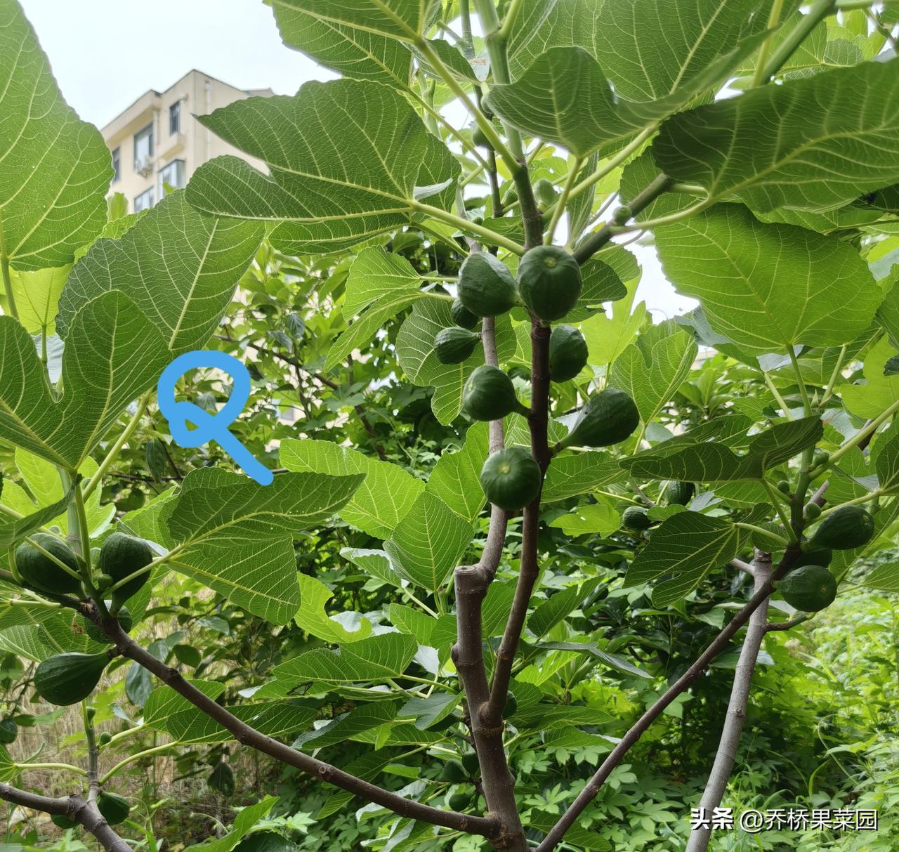 无花果不可以打顶吗?无花果在坐果期摘果期——时间跨度从4月到10月，是不可以打顶