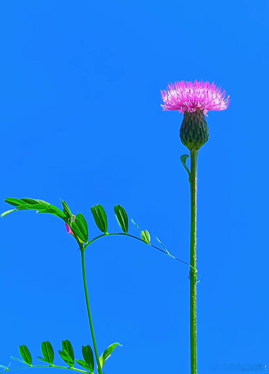 洋洋高锐*放过自己·吧◎生活……累了、乏了、烦了怎么……办◎不要奢望改变别人不要