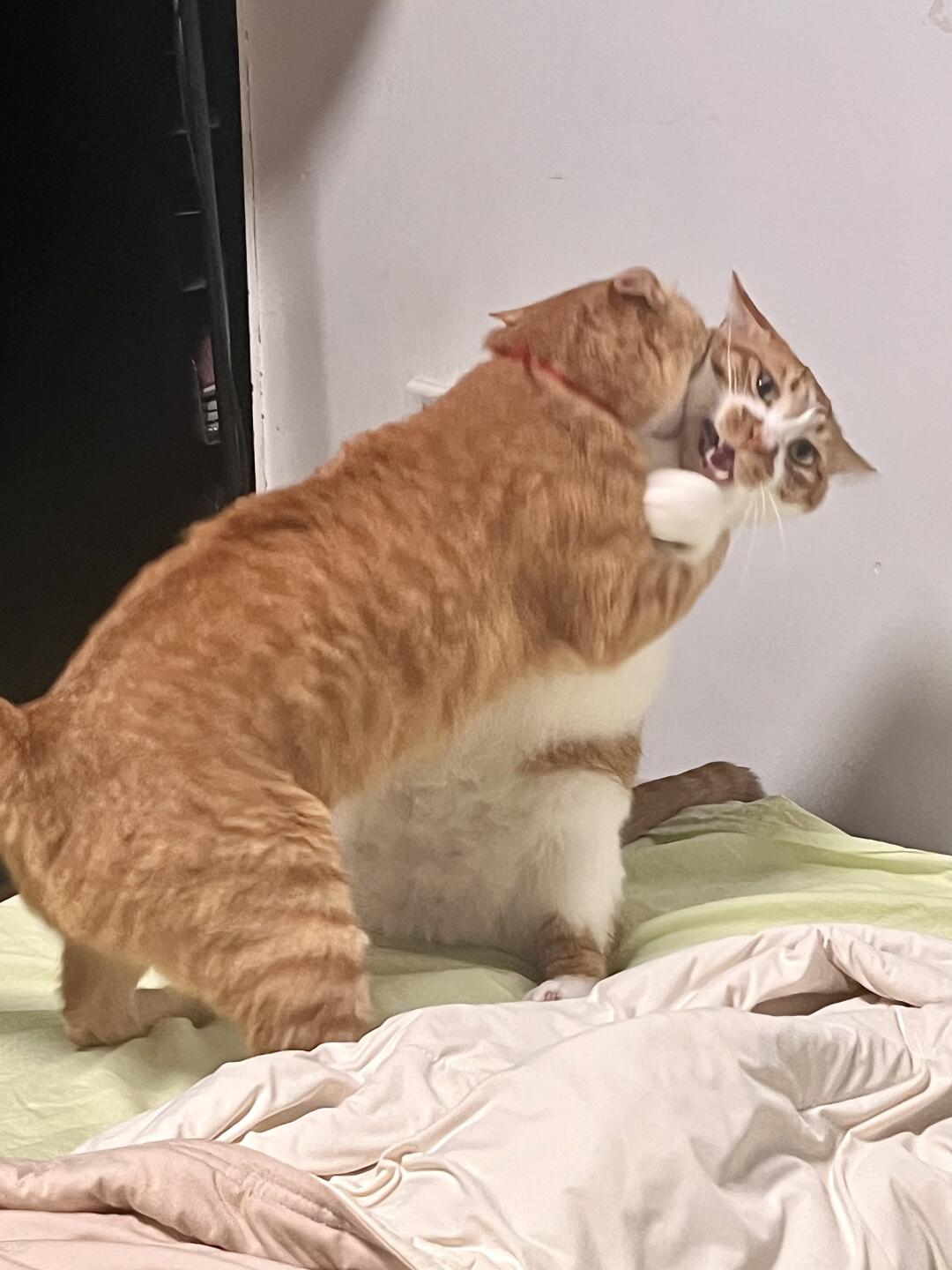 养到两只八字不合的猫