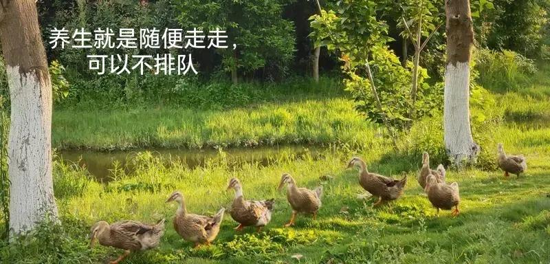 什么是养生？养生就是……