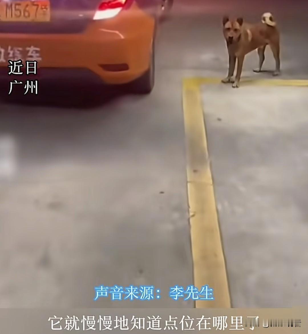 近日广州南沙驾校有只名叫土豆的小狗直接封神，堪称全网最温柔科目二金牌助教😂！