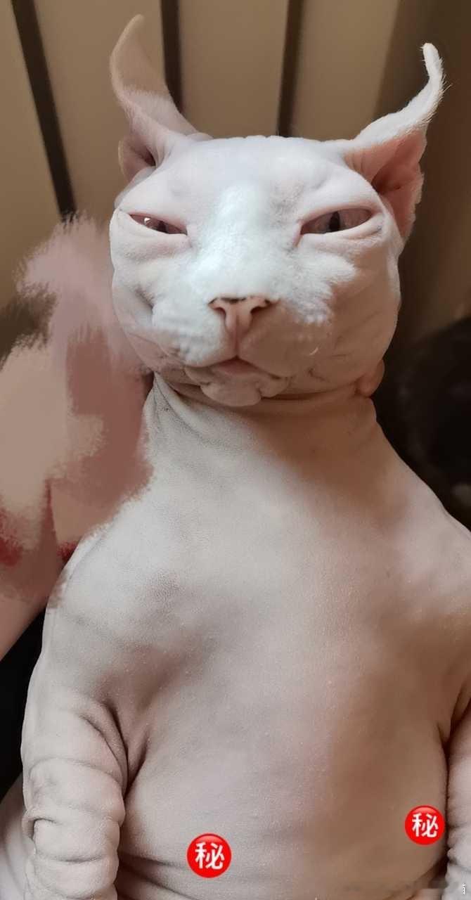 49837【丑猫】保护隐私。 