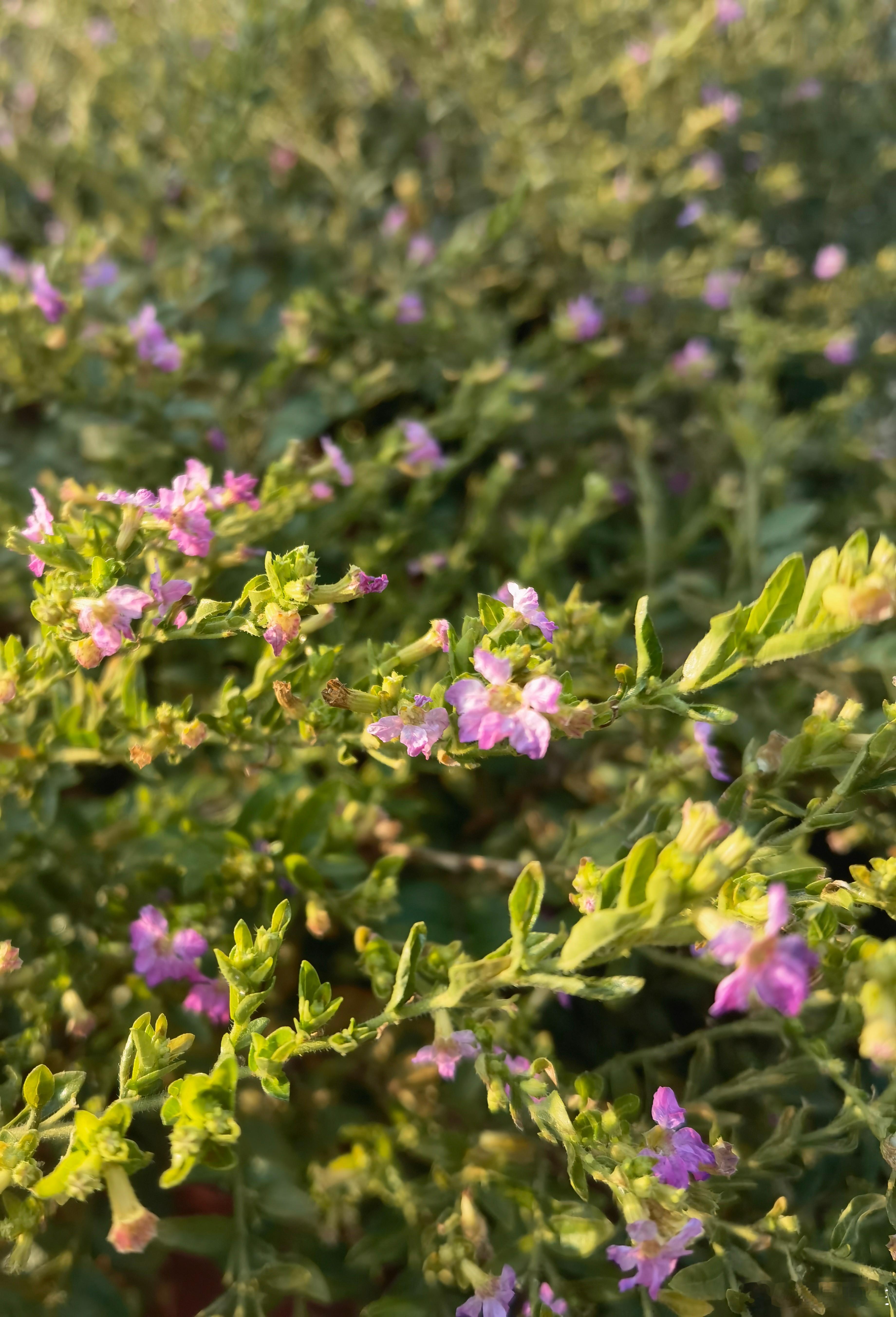 建立自我宣纸上的墨痕未干 洇开半阙自我的篆青石板路蜿蜒 谁在世俗的砚台里磨平了执