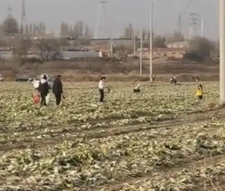 白菜免费事件终于是上了热搜！现在这起事件的进展是，已经有采摘过的网友得知真相后，