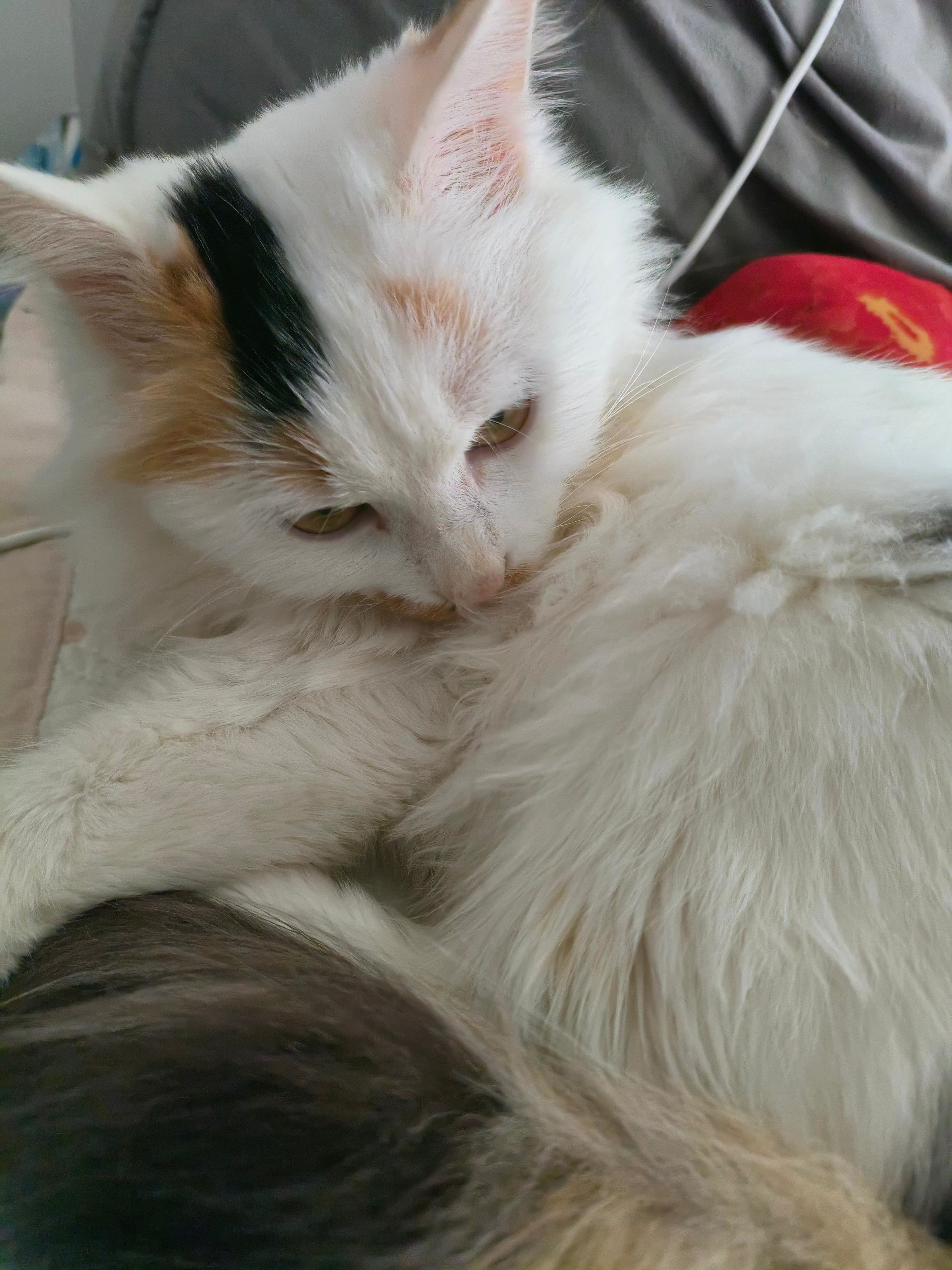 羽毛逗猫棒一晃，立刻歪头锁定、弓背蓄力，纵身一跃的模样像小炮弹一样灵动；不小心掉