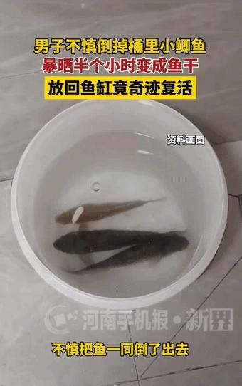 “解释不清了！”河南一男子倒水时忘记桶里有条小鱼，一同倒了出去，等他反应过来时，