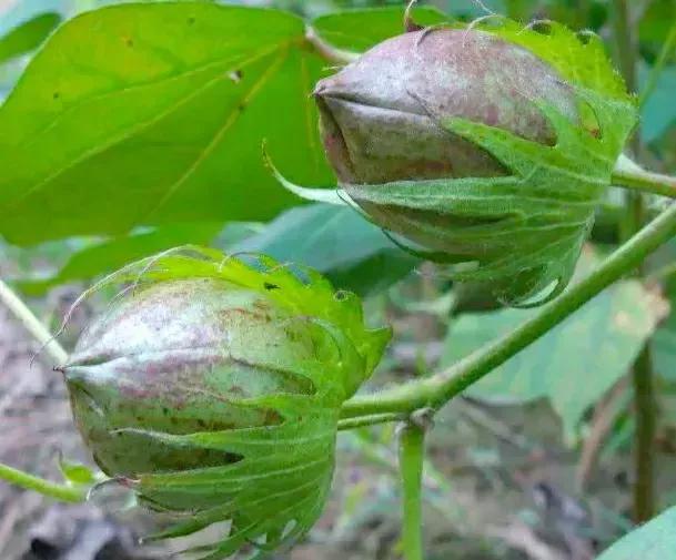 真是惭愧，身为80后，我竟不认识这种常见果子
 
去年在野外，见一位村民在地里打