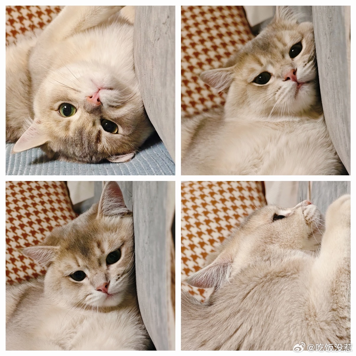 猫咪人生四格之轩哥版 