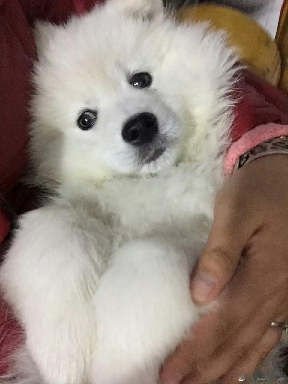 小区里发生的一件事直接让全网网友气到上头，两个小男孩故意玩火，把一只养了7年的萨