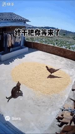 为了一口食，丢了小命！[泣不成声]