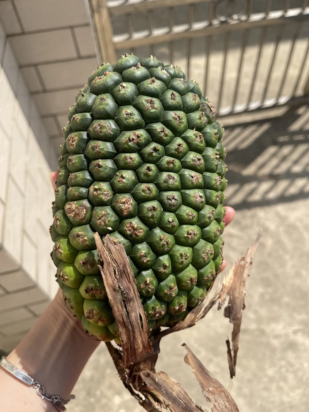 我想问问，这是什么植物