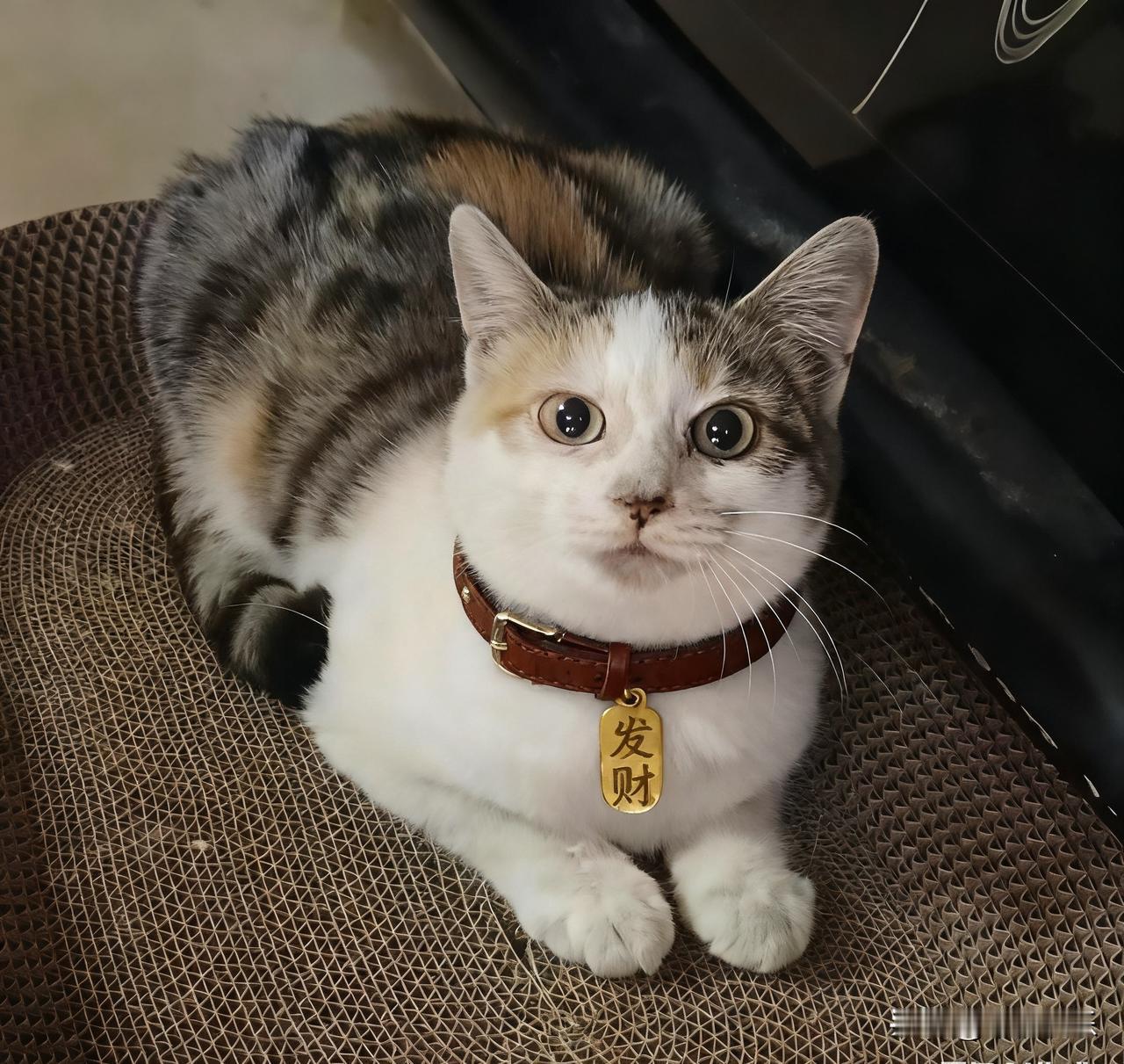 2025.12.02
——深耕，早盘


茂莱转债：等待上市中
瑞可转债：等待上