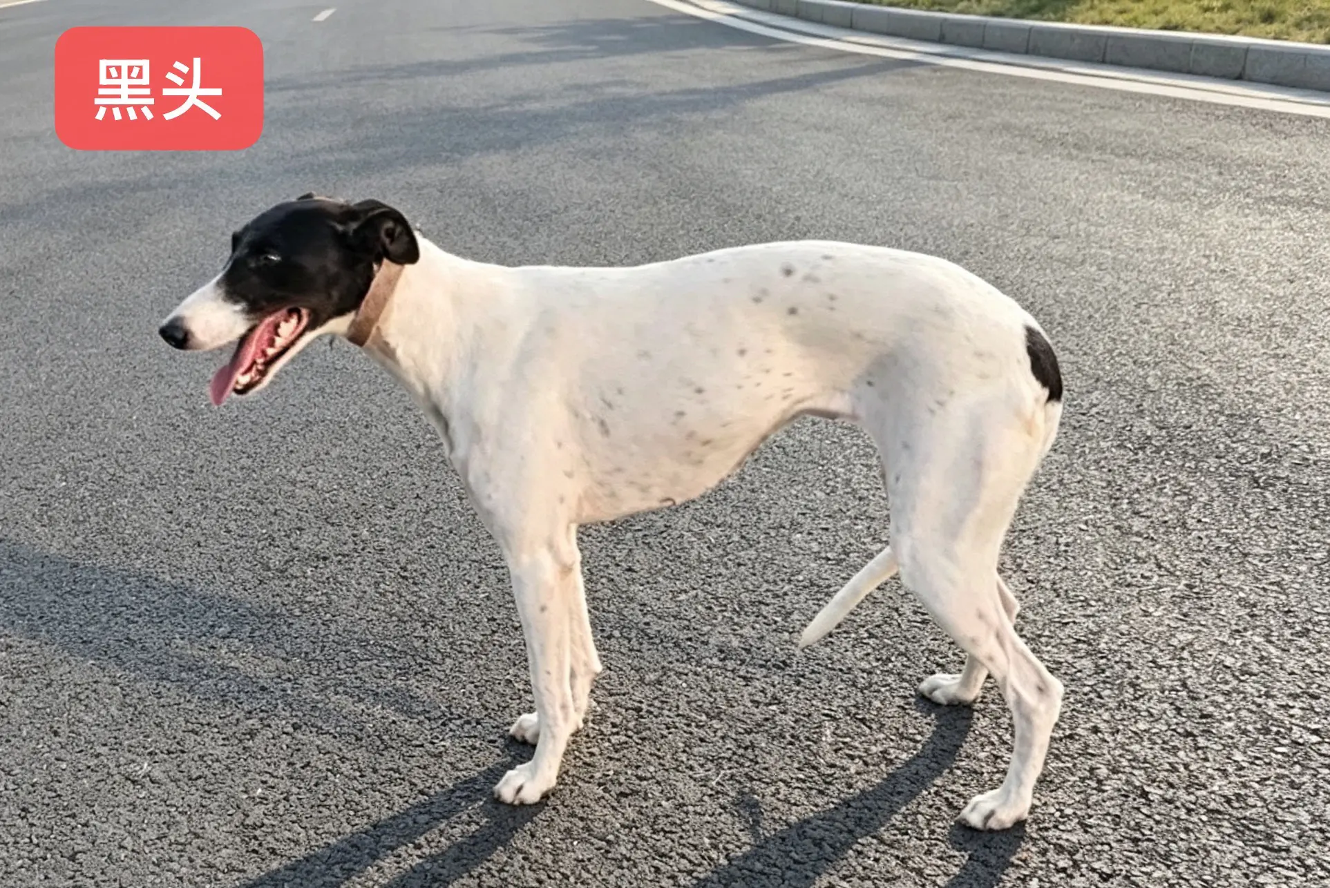 爱犬黑头 两岁 黑白活路 父母系都是牛逼狗 现在到手就能玩