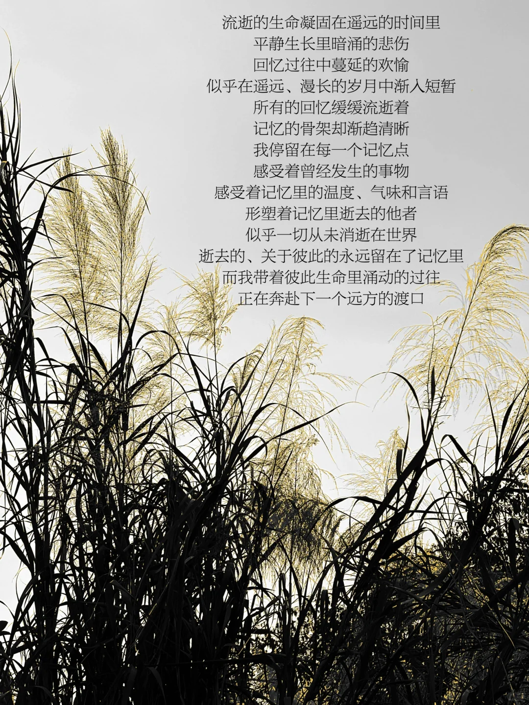 随笔｜我时常在想生命的缺失与逝去