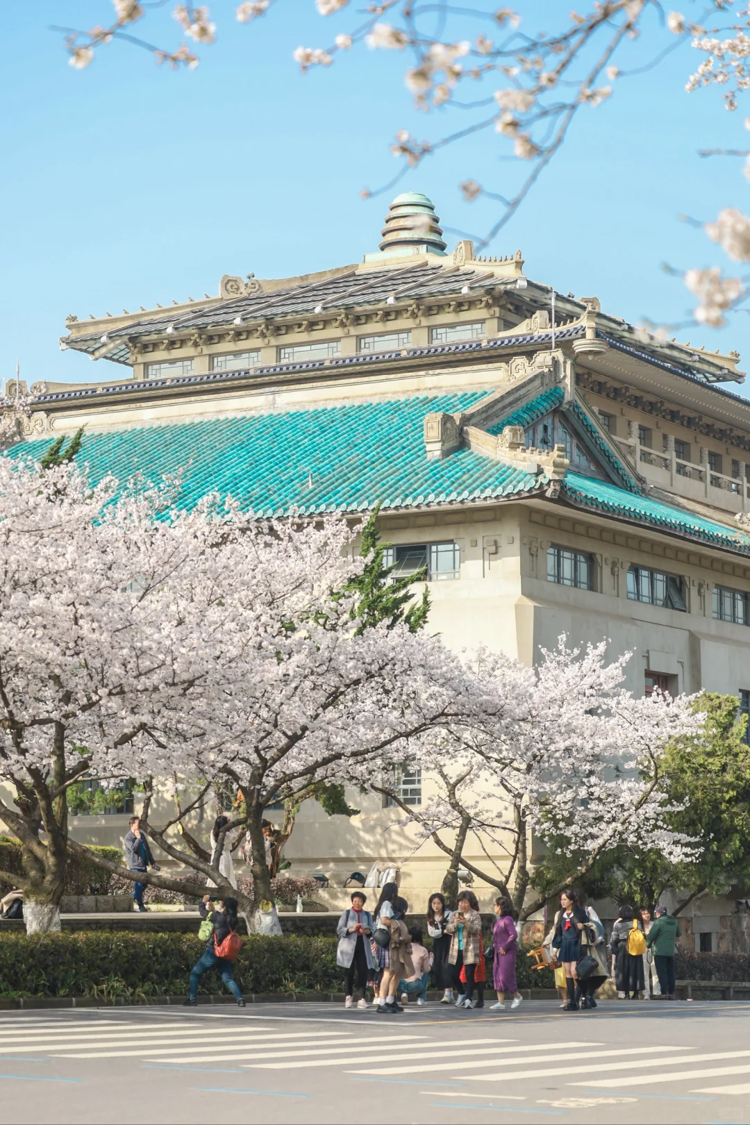 刚从武大看完樱花回来❗️含泪整理9条建议