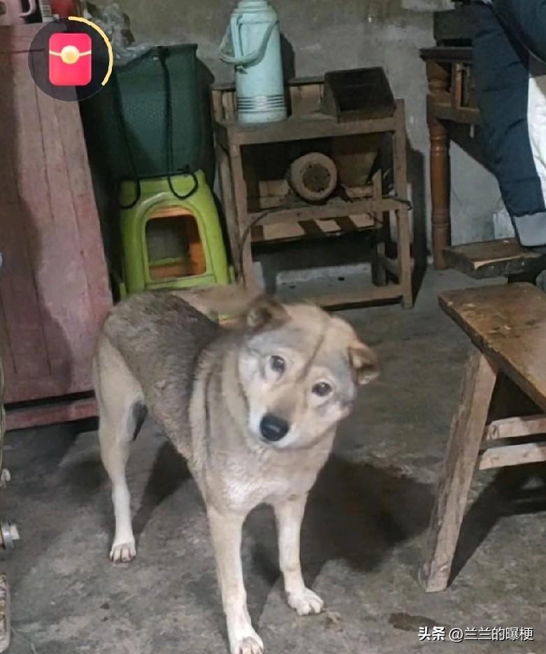 有灵性的田园犬
早上起床，妈妈打电话告诉我，过几天要杀猪，叫我回去，我随口应了声