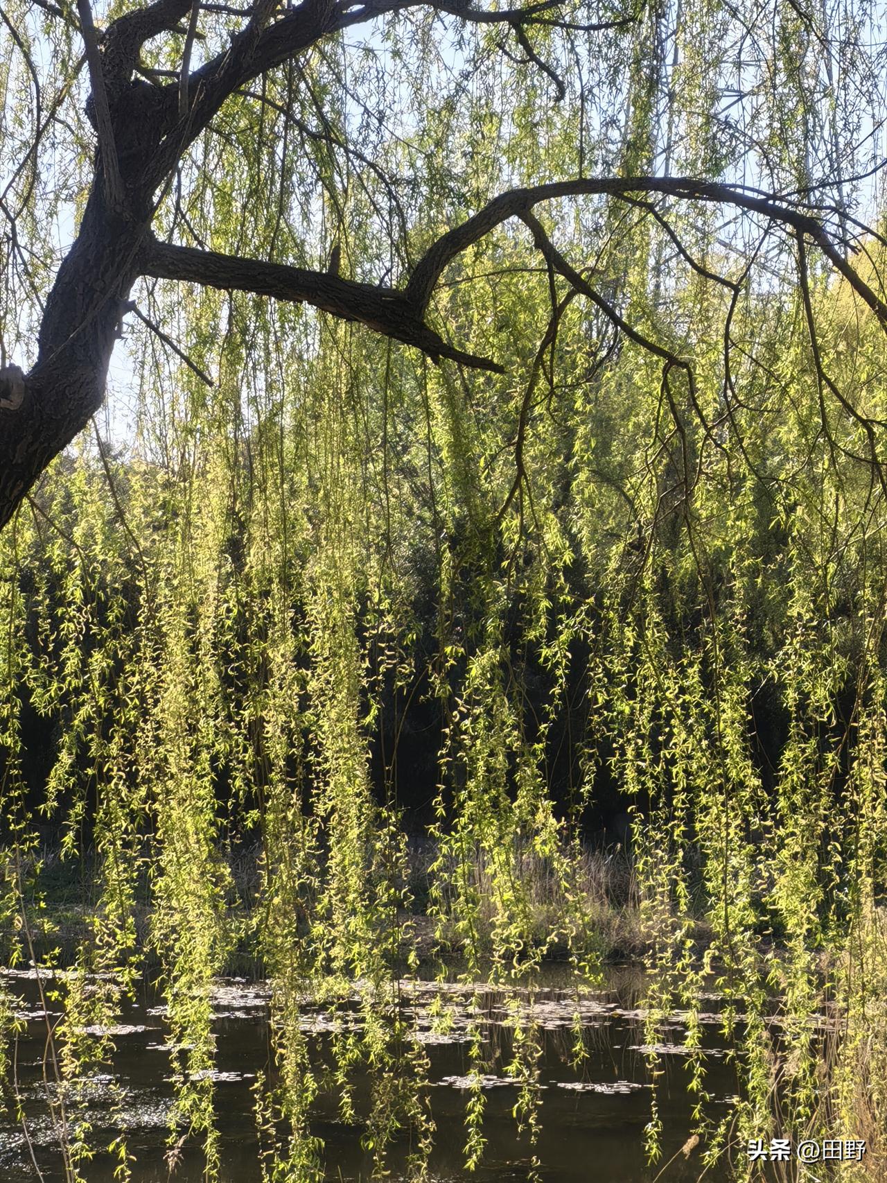 我超爱记录河边柳树的变化！初春时，柳条还是光秃秃的，干巴巴地垂着，像老人枯瘦的手