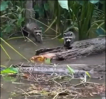 小浣熊差点被鳄鱼吃掉 ​​​