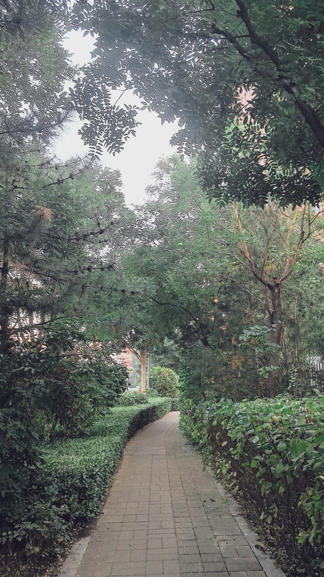 这条小路绿树成荫，好惬意！