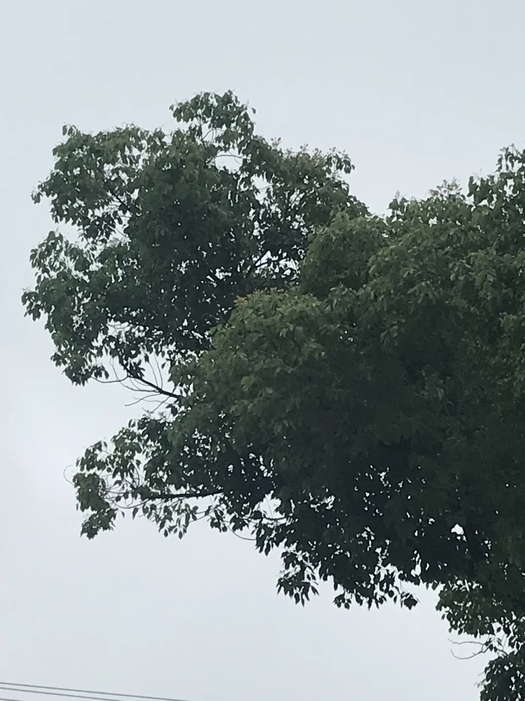 阴天的树叶好茂盛啊