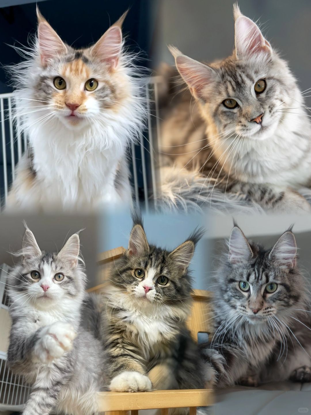 缅因｜尼姑庵都是妹妹 哈哈哈