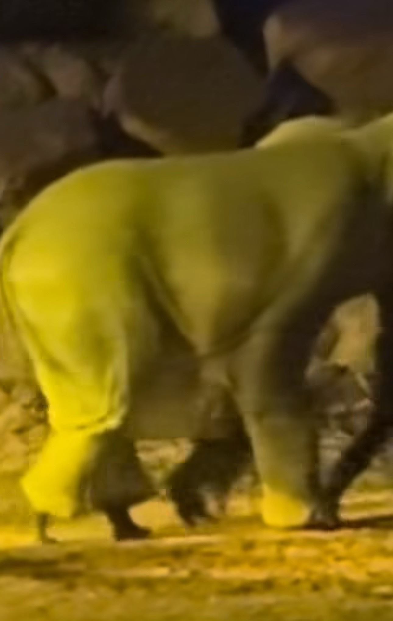 河南一景区露脚踝大象系演员扮演哈哈哈哈！景区回应万岁山武侠城大象露脚踝：未饲养过