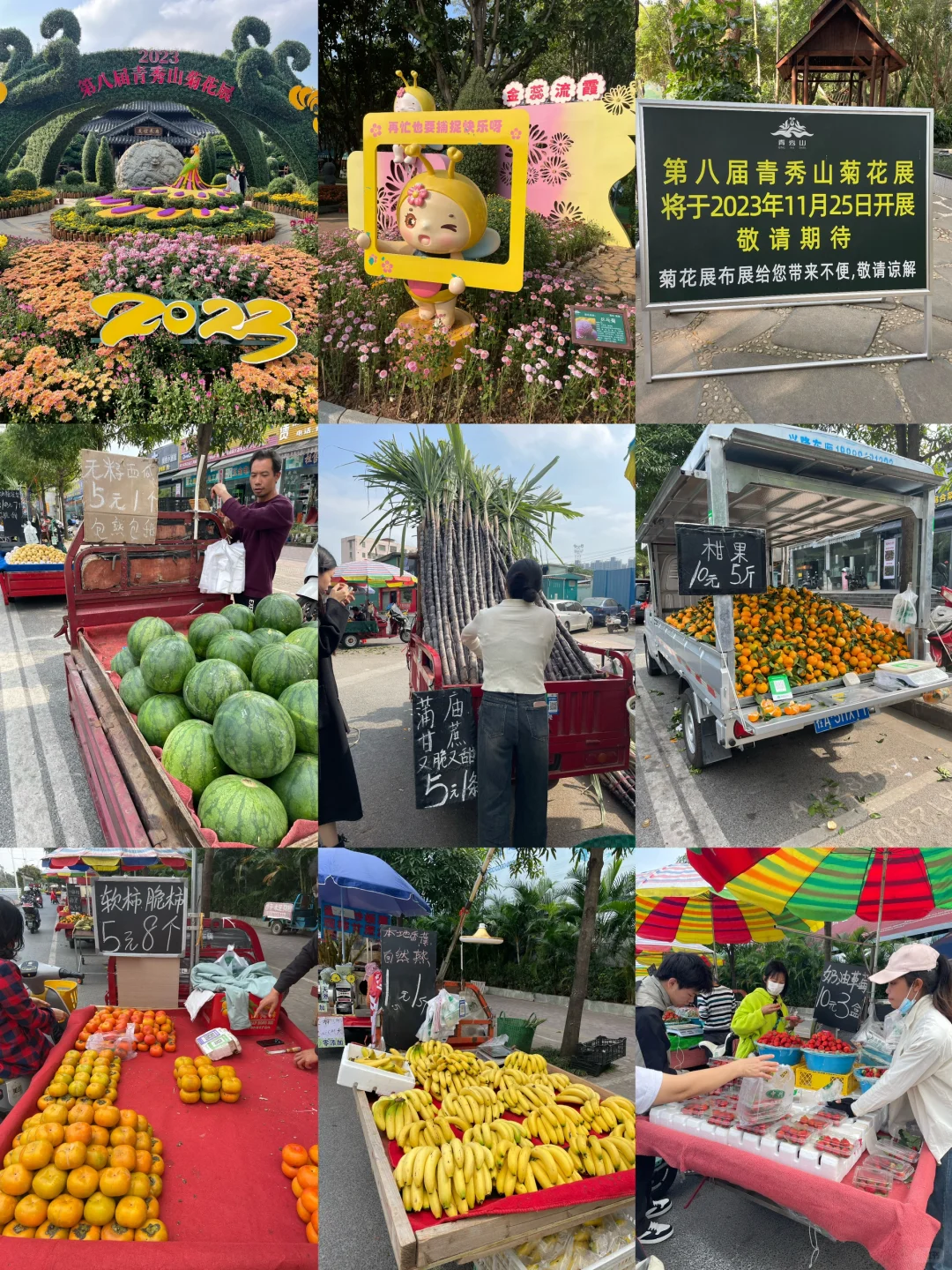 来南宁看青秀区看菊花展，吃便宜好吃的水果
