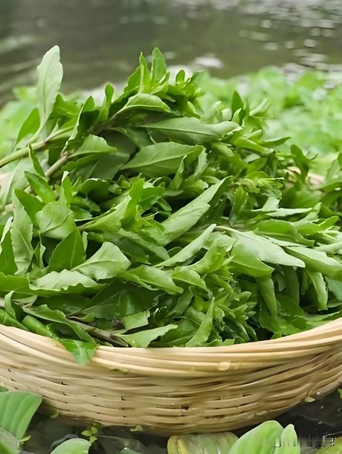 春天遇到使劲吃，一明目，二清肝，三强免疫，正当季，全身是宝

春天遇到使劲吃，一