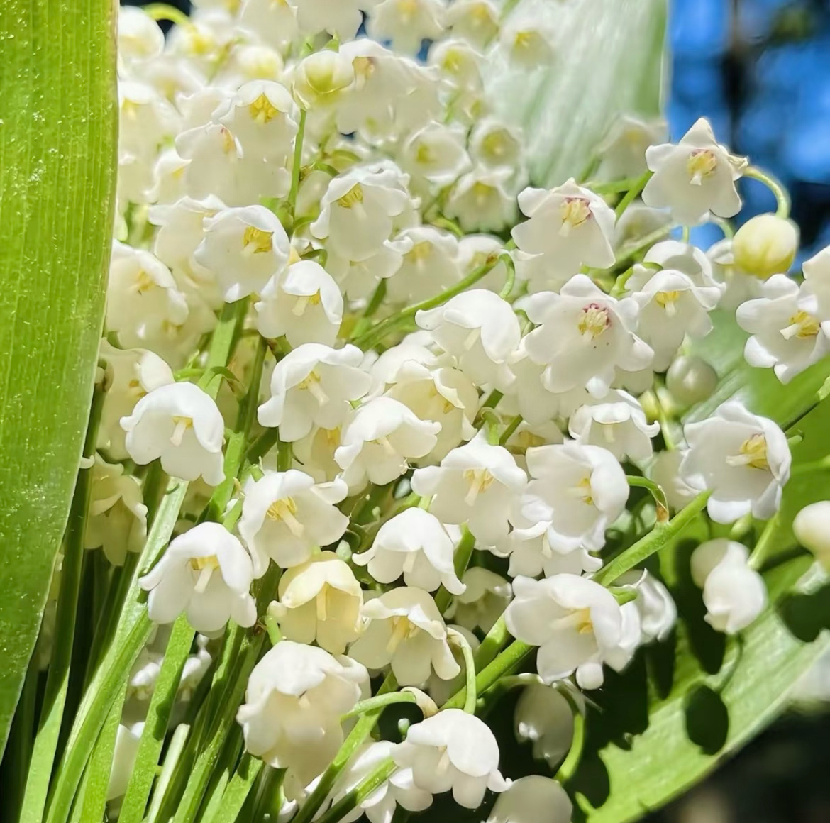 铃兰花的种植方法一、光照：铃兰花喜欢光线充足的环境，但是不能暴晒。二、温度：铃兰