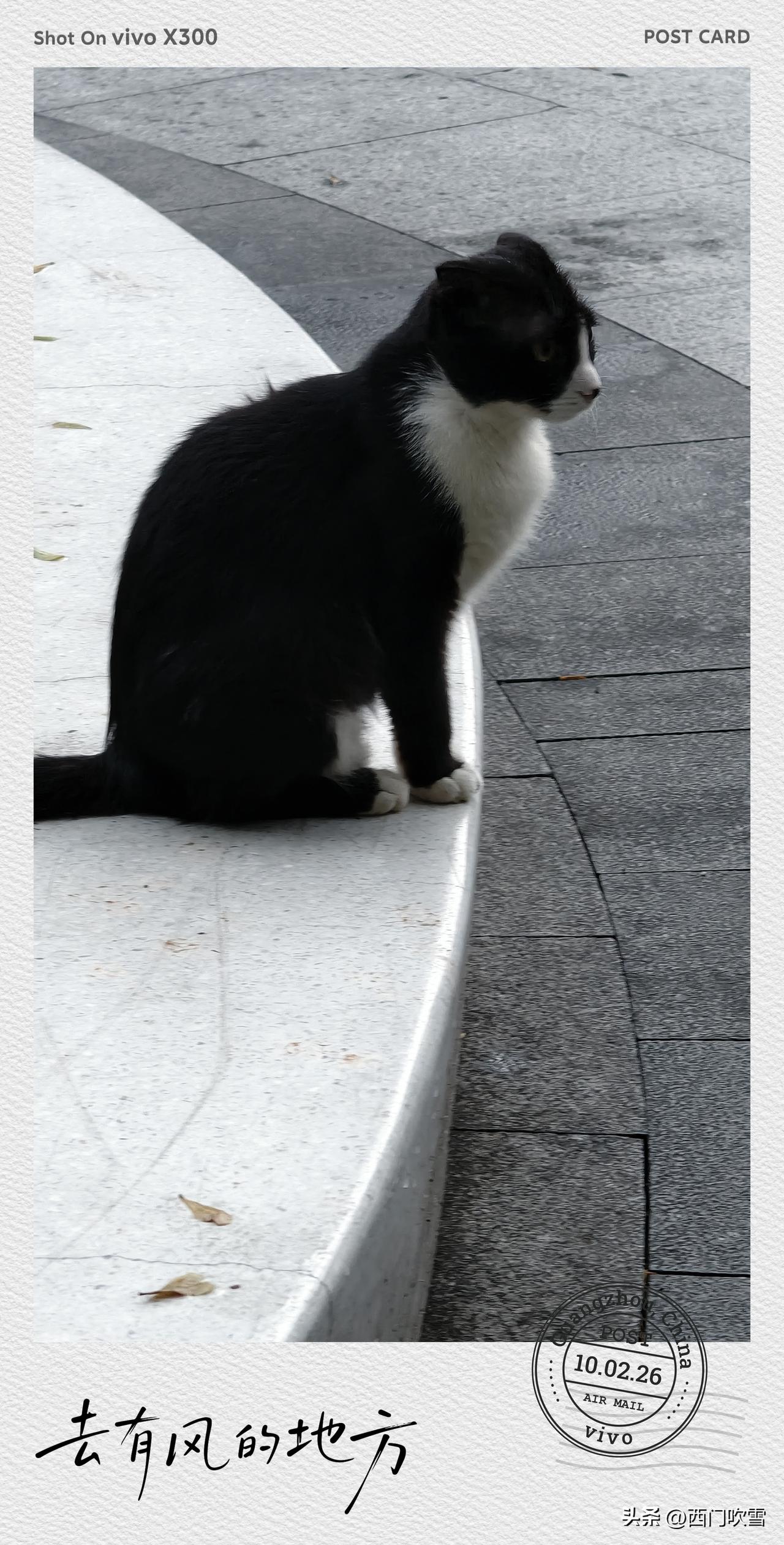 我家猫是去年冬天在单元楼门口捡的流浪小橘，当时冻得缩在脚垫里，巴掌大一点，摸它的