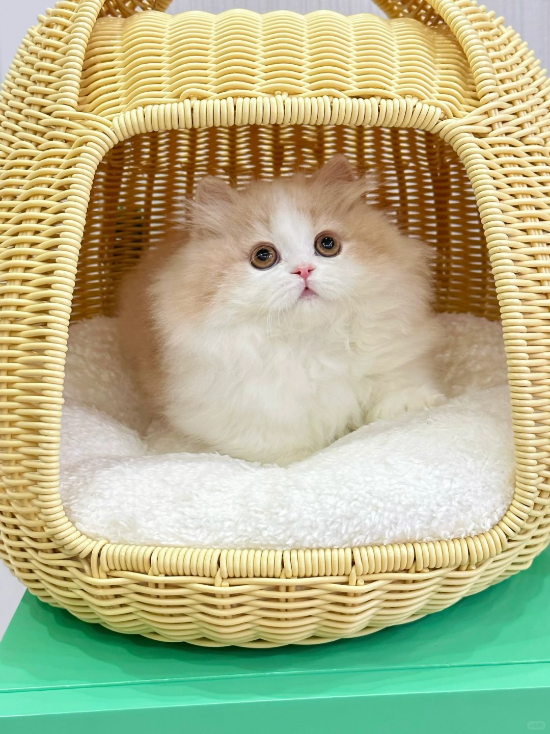 我每天都很仙🧚🏻 乳白米努特矮脚猫
