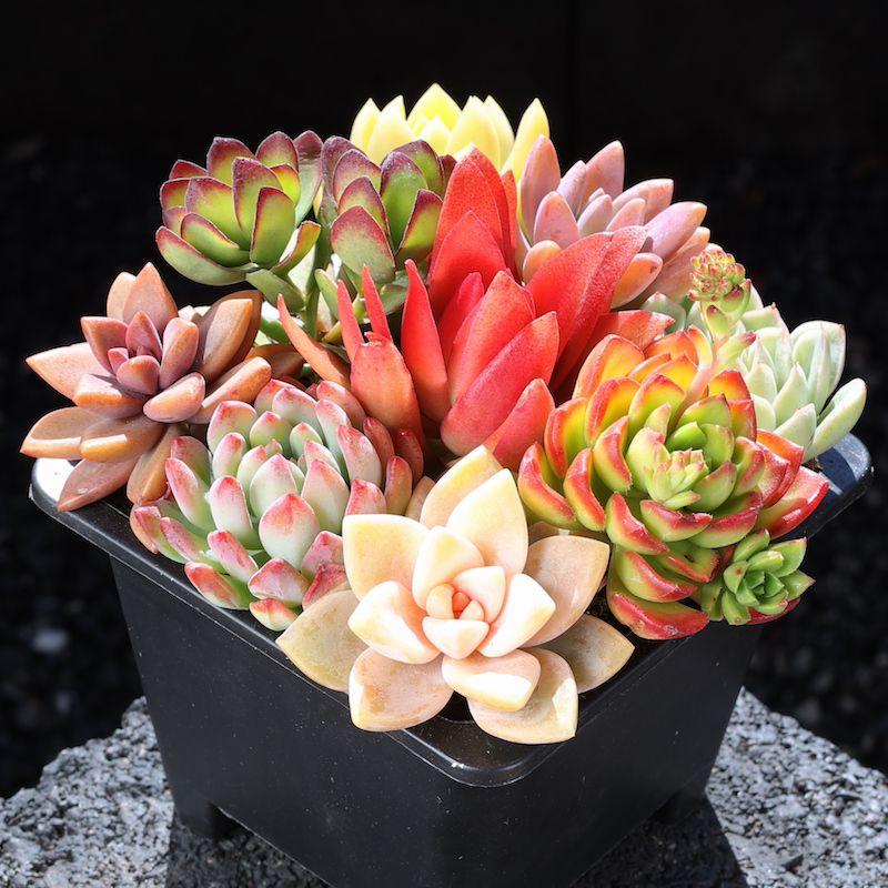 月光褪尽的厚叶，储着夜露，像一枚枚绿皮灯笼，照见城市缝隙里的静。风掠过，它们不动