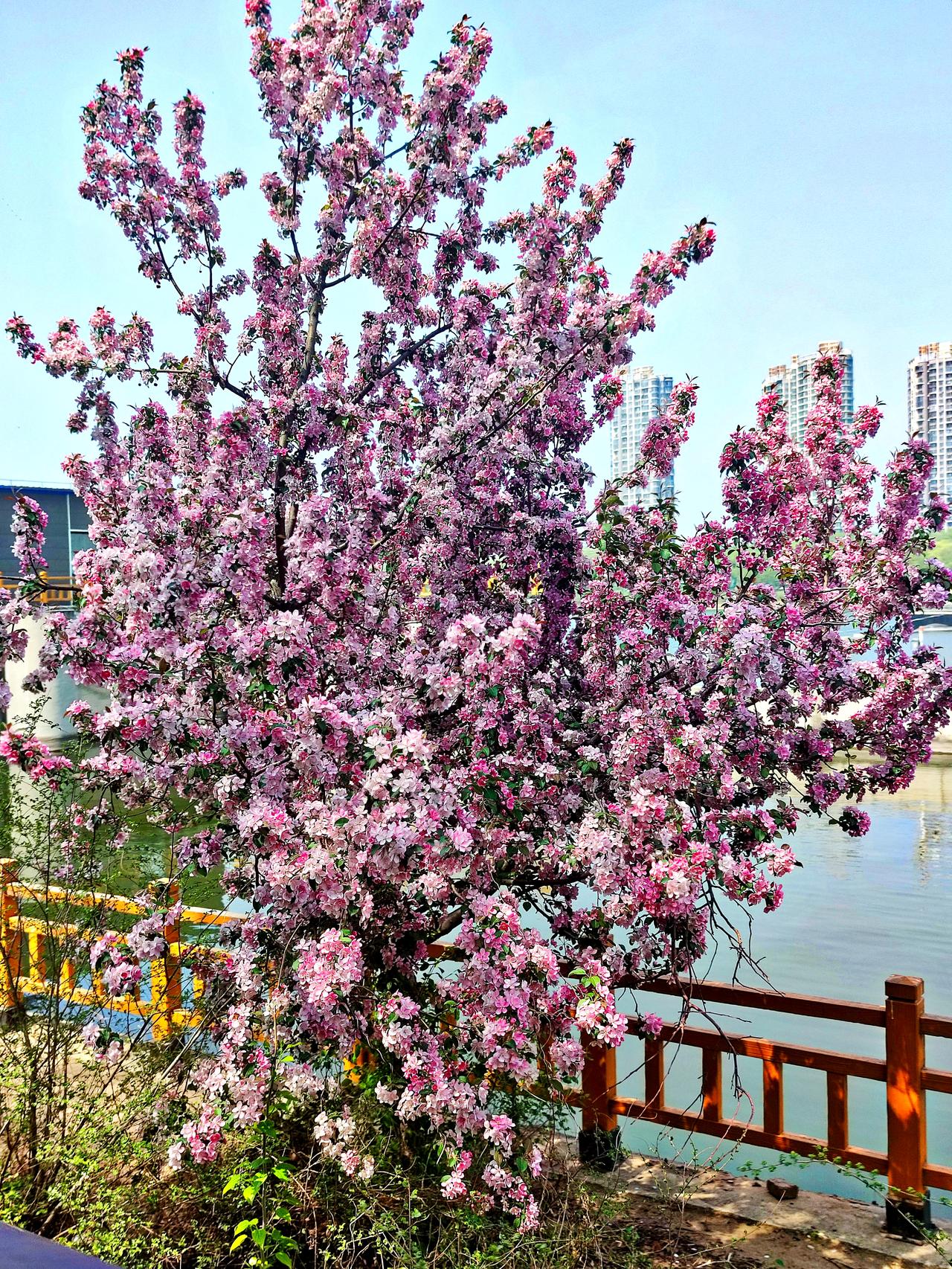 河边的鲜花格外美
    位于沈阳浑南的长白岛森林公园，春末夏初时节，沿河的海棠
