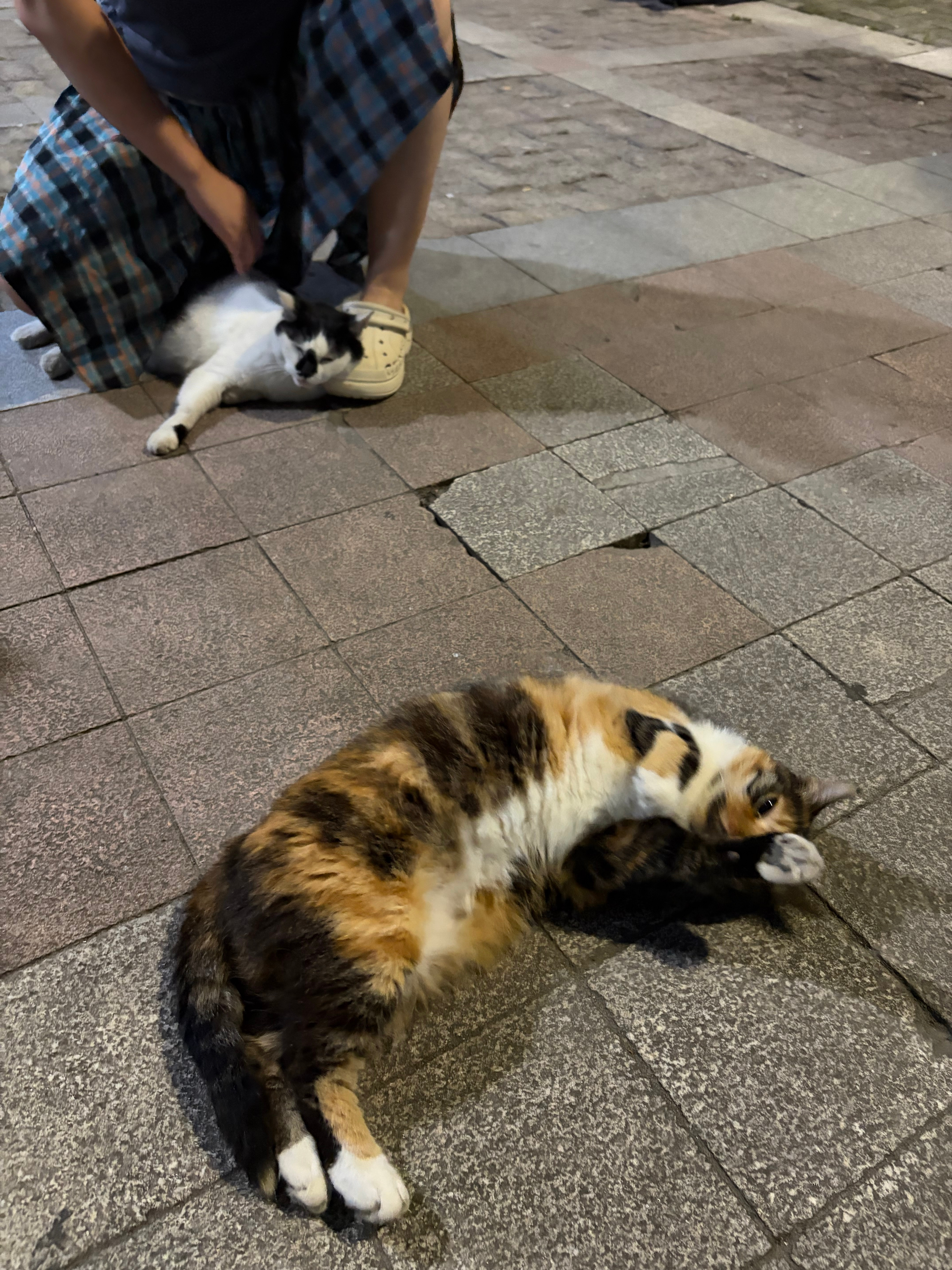 可爱的咪 