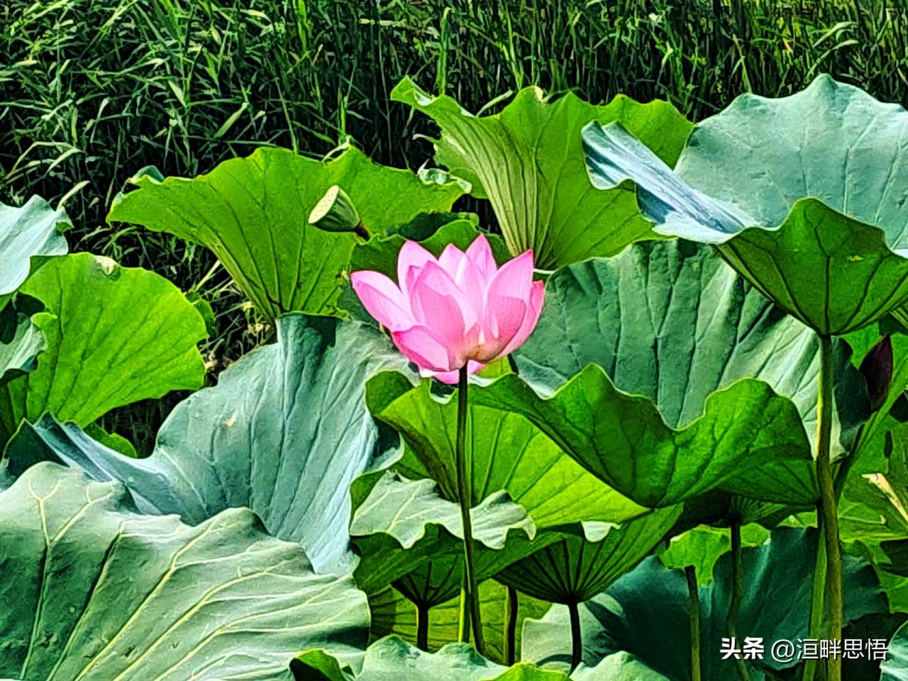 粉嫩荷花绽放在碧绿荷叶间，宛如仙境中的梦幻美景。