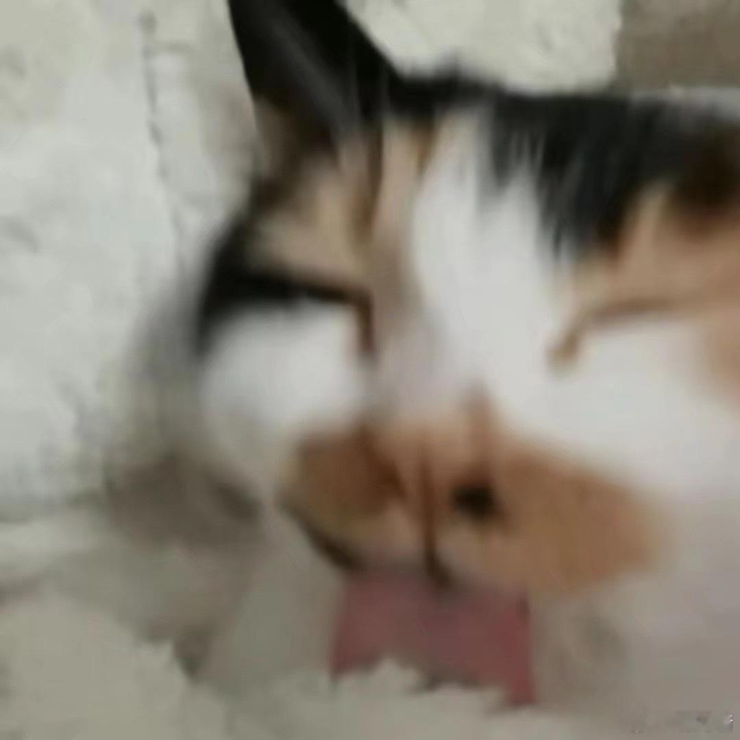 一下子存了很多低脂怼脸咪 