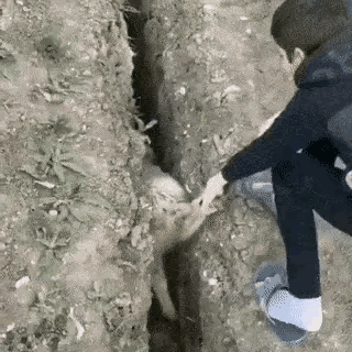 羊🐏：谢谢大恩人，咱们后会有……呃。
#精心善待羊部队# #尊重羊羊# #他们