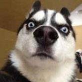 真养猫的哈士奇