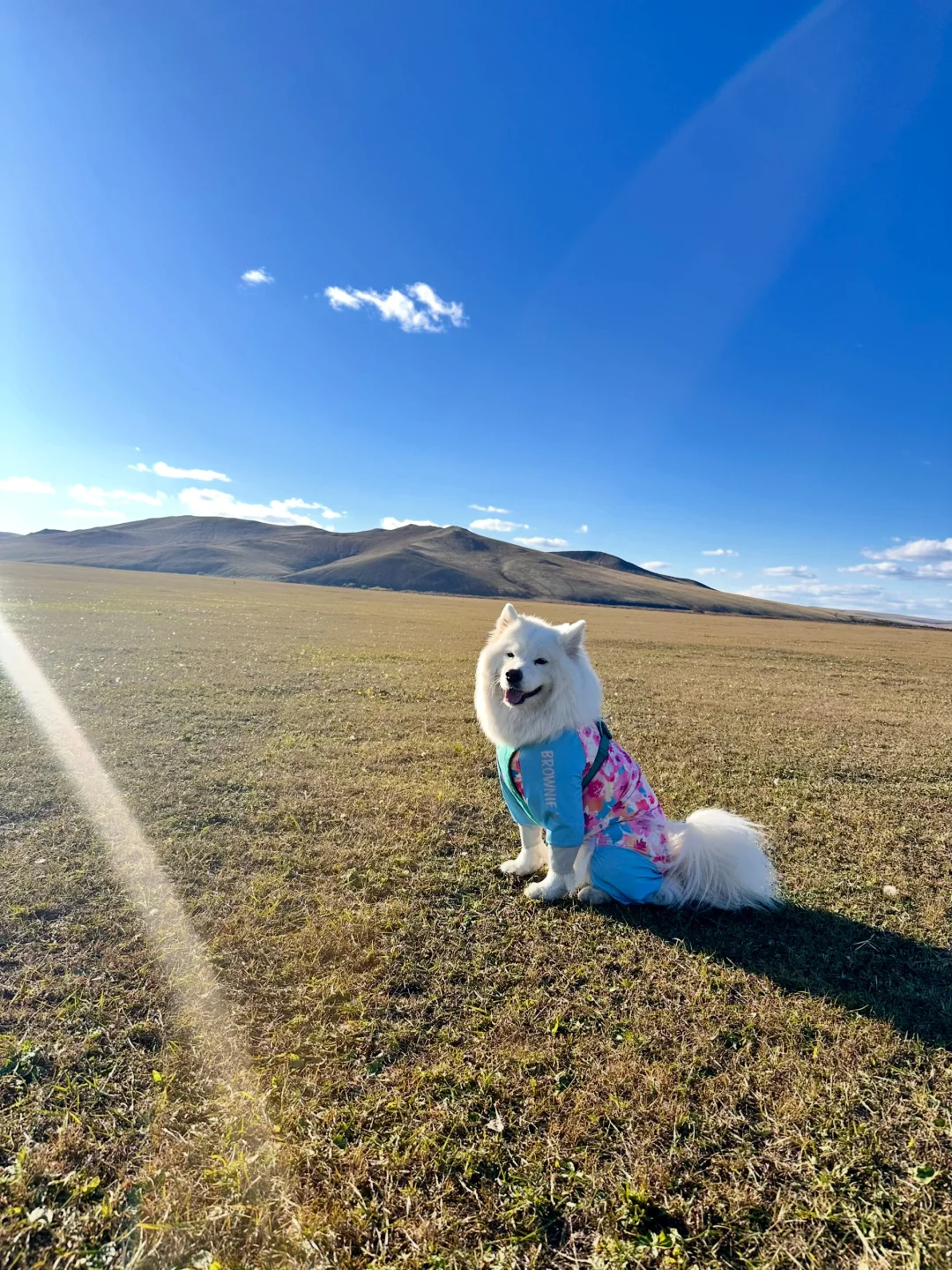 妈，狗是野生的