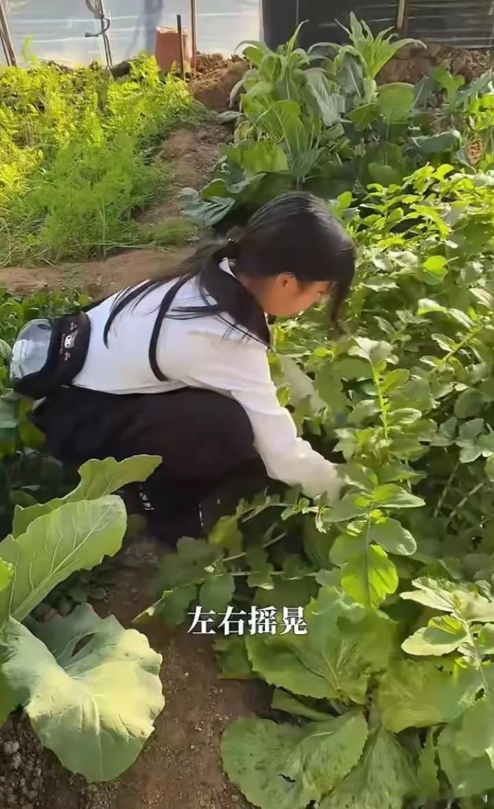 聂远家北京租大棚种菜，秦子越带10岁女儿采摘，女儿越长越好看 