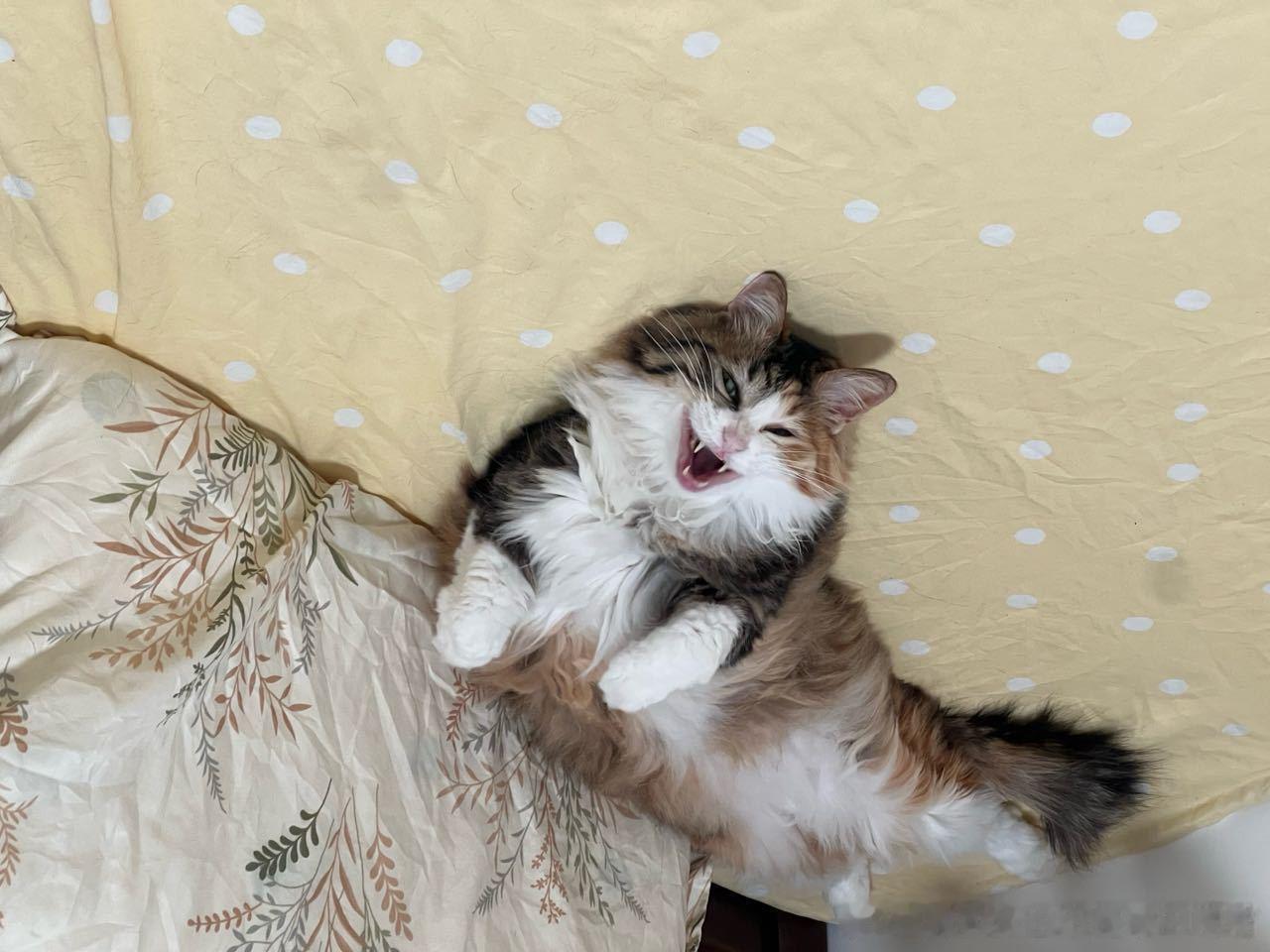 49491【丑猫】邪恶的魔毯 