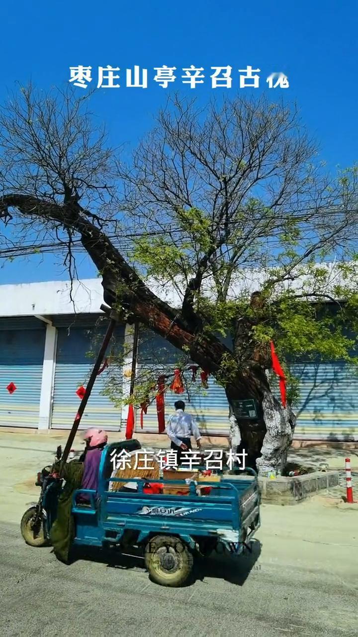 枣庄山亭辛召古槐。
在枣庄山亭区徐庄镇辛召村，矗立着穿越千年的古槐，树龄众说纷纭