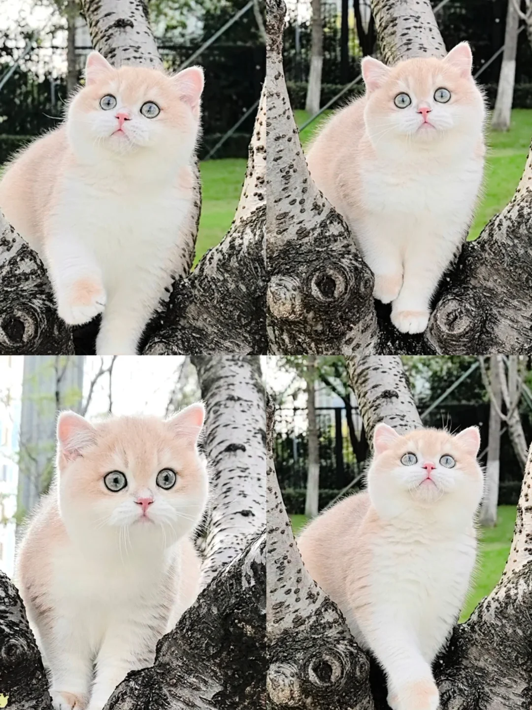 被小猫咪可爱晕了，能报警嘛？