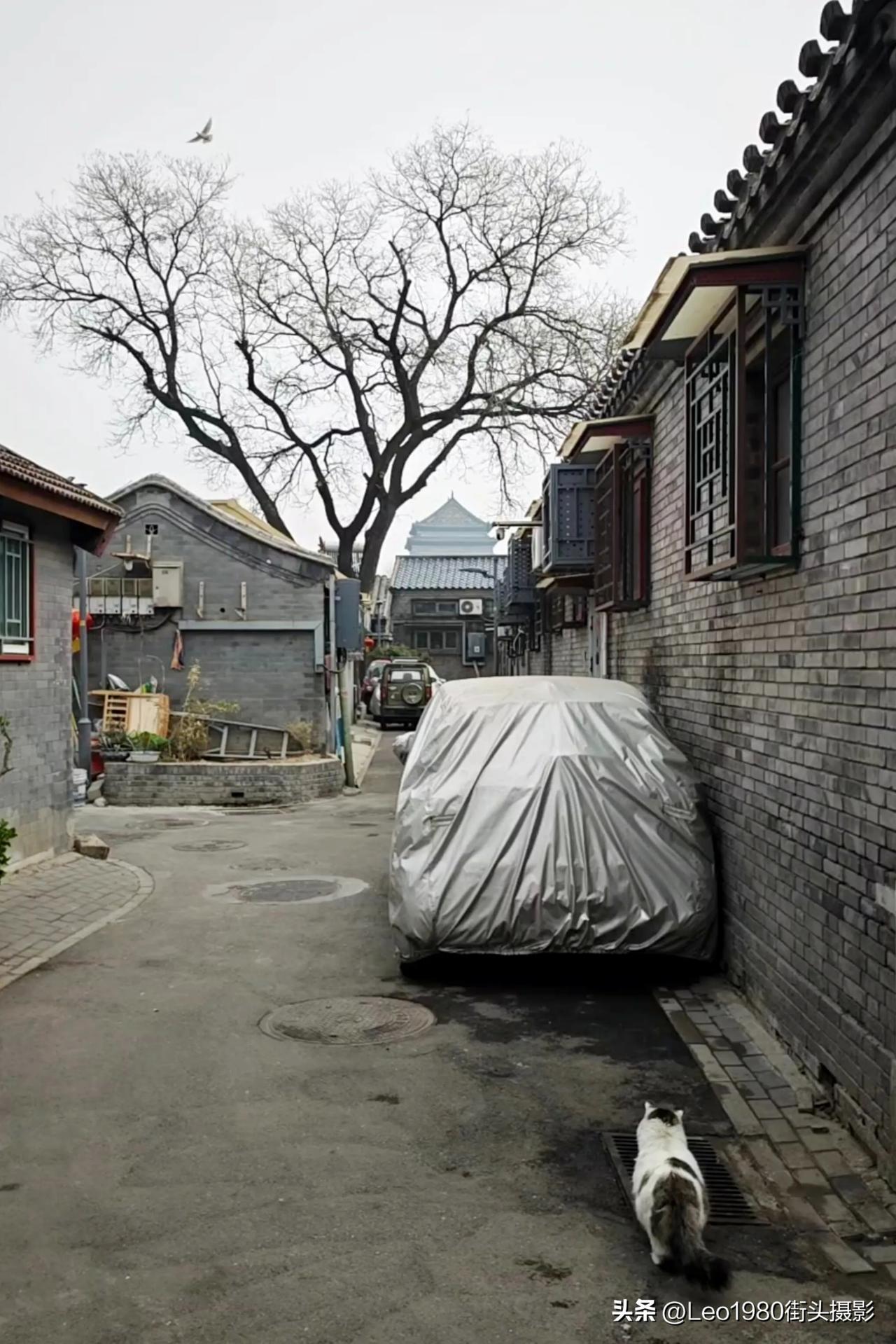 老北京的胡同生活
老北京胡同影像记录，远处是钟鼓楼，近处一只猫蹲在捂的严严实实的