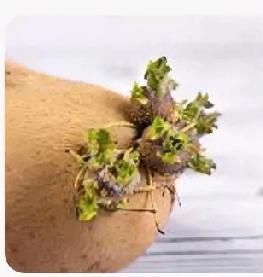 发芽土豆别扔，隐藏妙用太实用

很多人土豆一发芽就直接丢掉，太浪费了！只要没腐烂