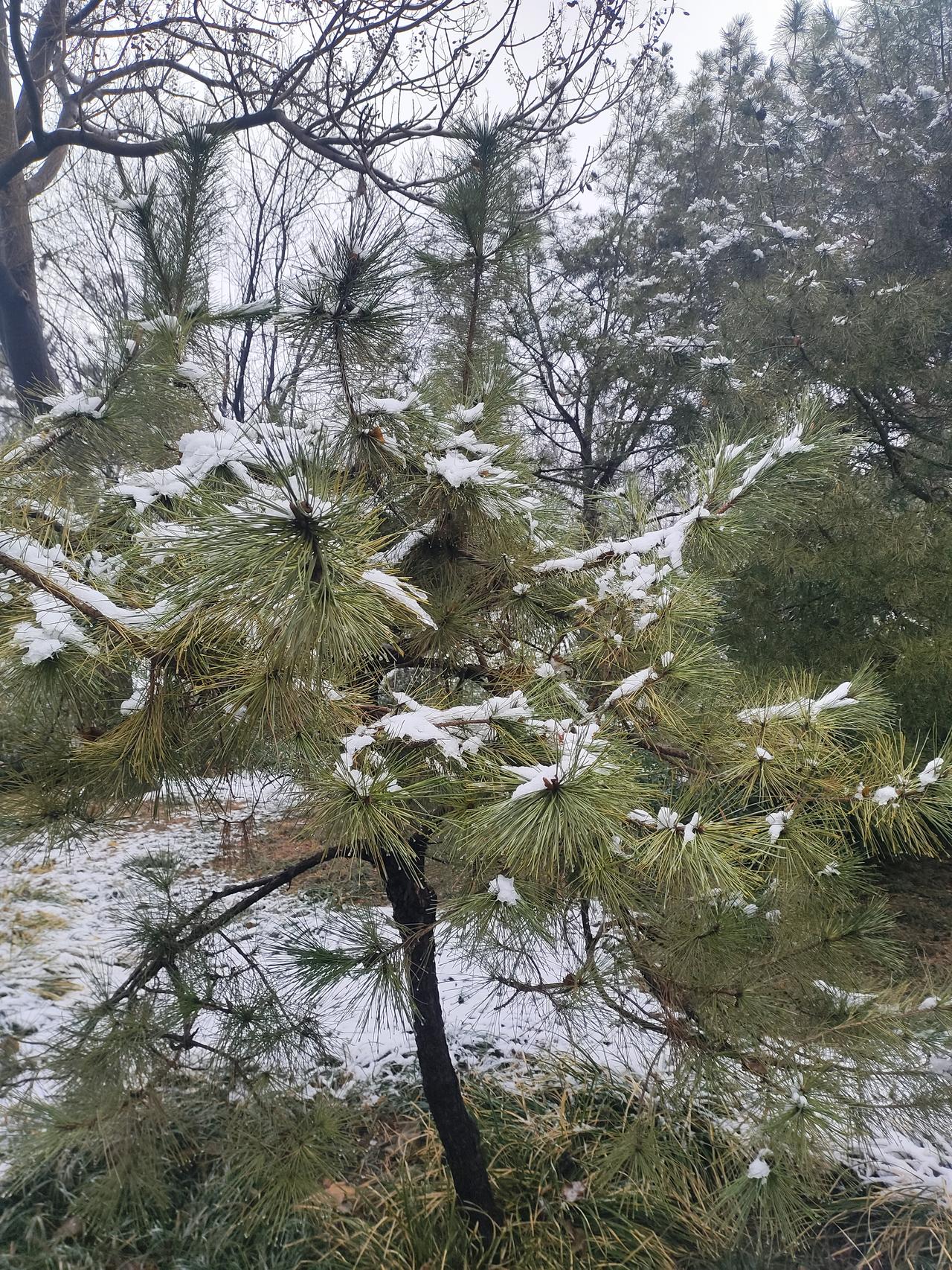 分享一张随手拍的花。雪花❄️也是花，尤其是春雪的花[捂脸][捂脸][捂脸]