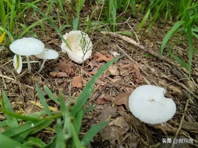 什么食材能鲜到极致？
加班回来饿着肚子看头条上各种做菜视频，没发现特殊的，倒是想