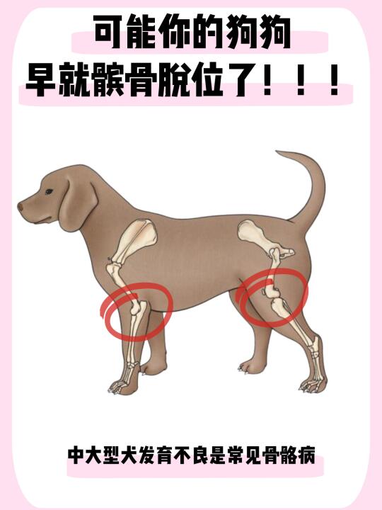 出现这几种情况，可能你的狗狗早就髌骨脱位