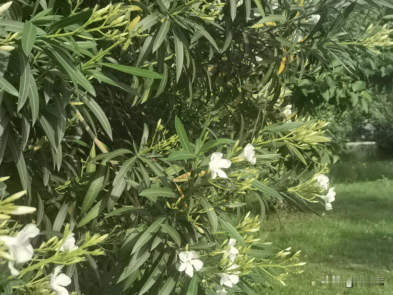 记录我的2026夹竹桃的叶子和花都是有毒的。花开的季节，路过夹竹桃旁，闻着那淡淡