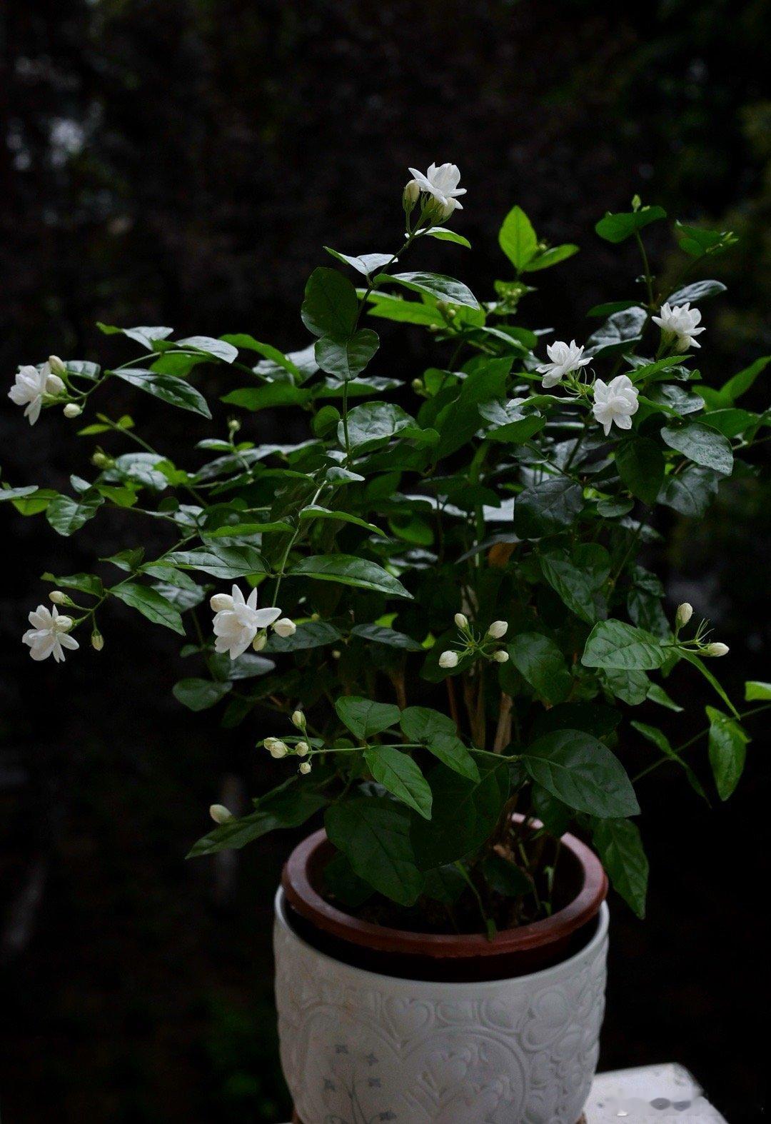 夏天很适合茉莉花，开了一拨又一拨。  ​​​